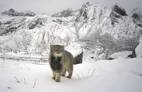 🔥 First-ever photographic evidence of the elusive Pallas's cat in Arunachal Pradesh, India