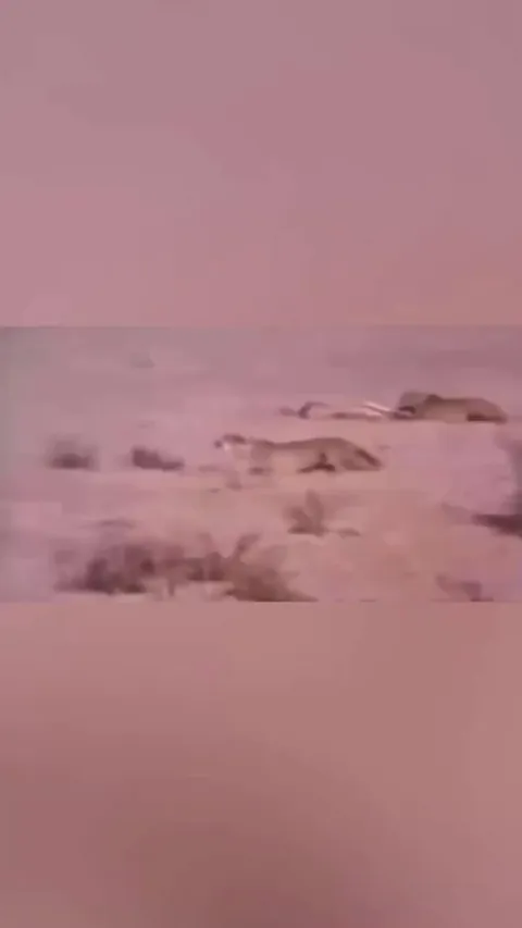 A Tribe takes food from pack of cheetahs .