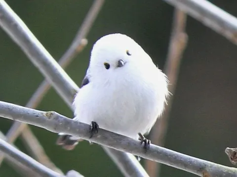 🔥The shima enaga native to Japan looks like a piece of cotton.