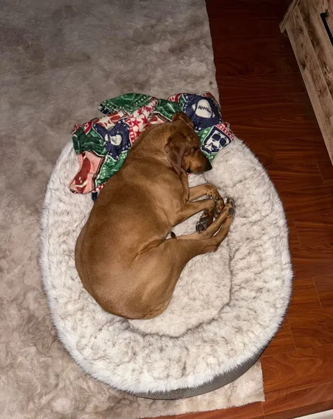 Bambi is getting so much love on her mystery 100% plott hound post so I’d thought I’d share a little more🥰