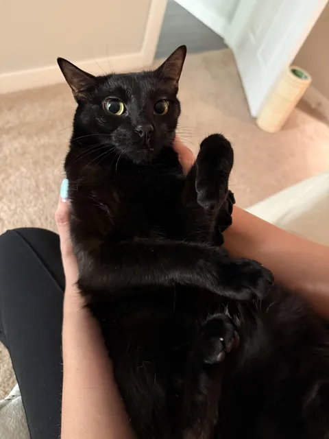 Mochi likes being held