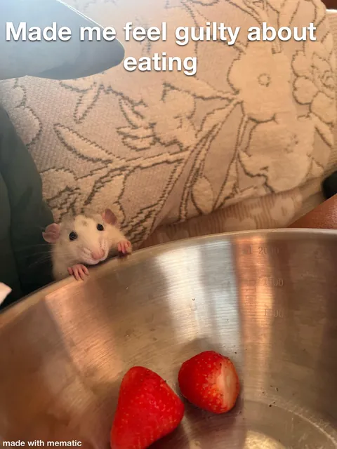 Crimes my rats committed this week