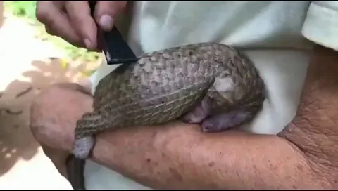 A Pangolin reacts happily to a human grooming it in places it could not reach or take care of it by itself. There are many benefits to humans having opposable thumbs.