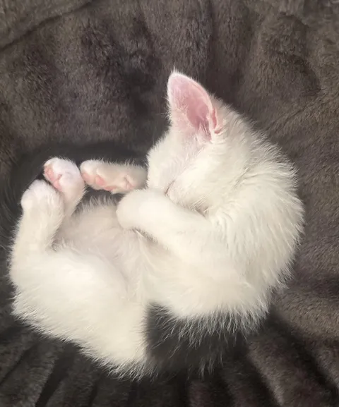 Silly guy I picked up from Craigslist for $50. He’s so sweet he was purring and laying behind my head the whole ride home