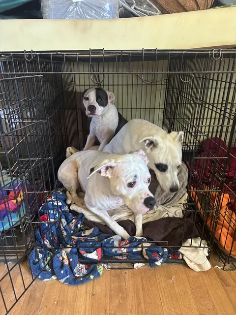 Didn’t get the picture quick enough, 3 out of 4 dogs decided to take a nap in the crate together.