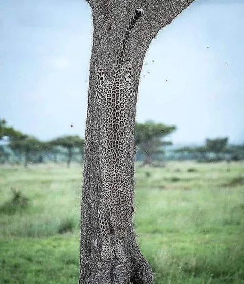 Jaguar in the most elegant camouflage