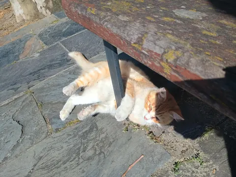 I adopted this stray kitten because he became friends with my dog.
