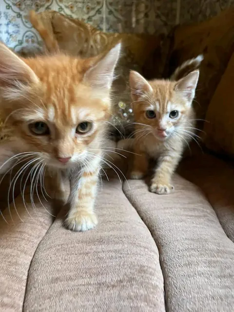 Double Trouble 🧡