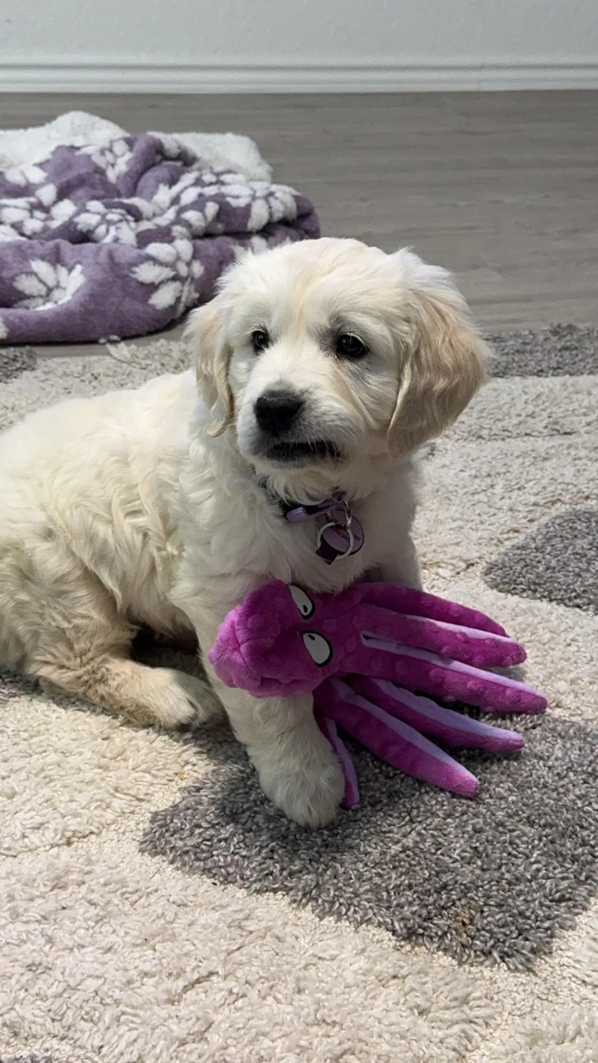 My new family member, Skye!