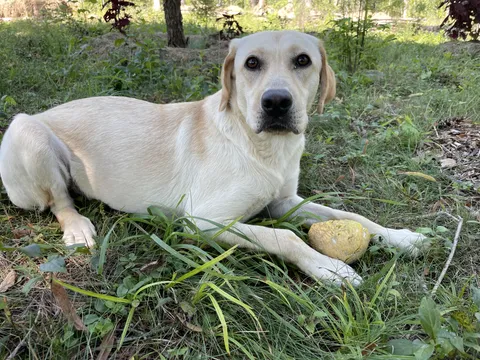 He stole a melon from the garden and thought he was in trouble. 