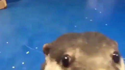 Otter showing a human how to pet him.
