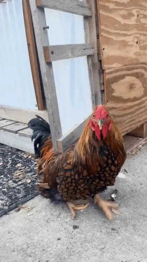 Tippy taps because the human is here!