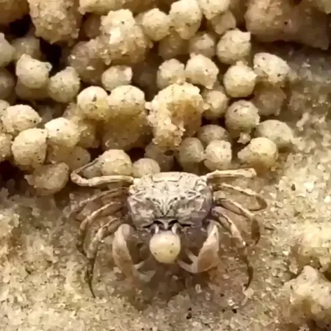 A fiddler crab making tiny balls of sand