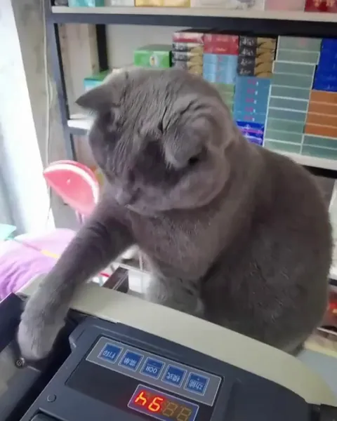 Cashier of the supermarket