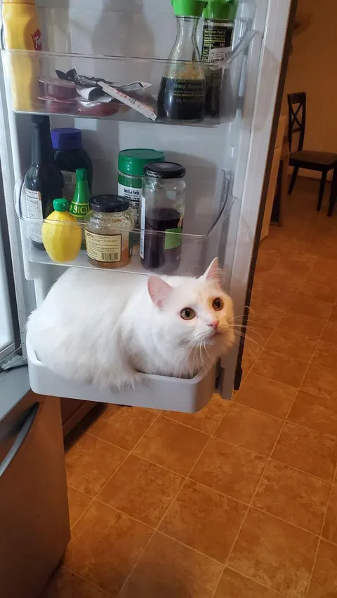 Just chilling in the fridge, you know, keeping cool!