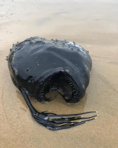 Angler Fish Washed Ashore