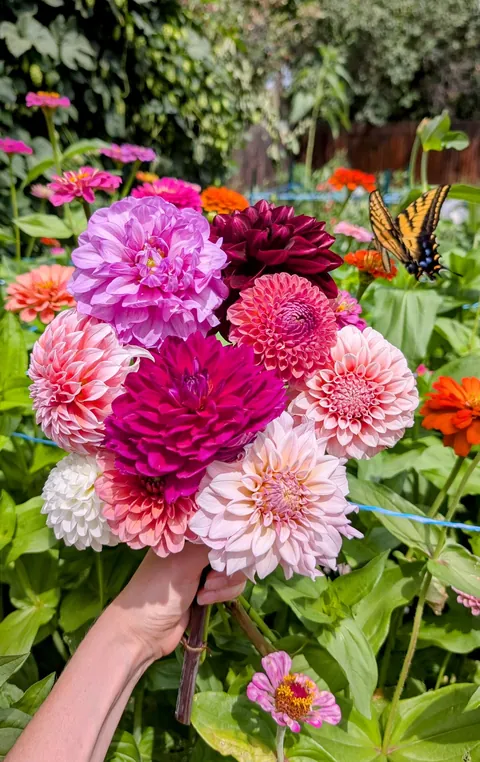 Three years ago I replaced my lawn with garden beds to cope with chronic illness and depression. What started as a hobby has grown into a small flower farm and a brighter chapter in my life.