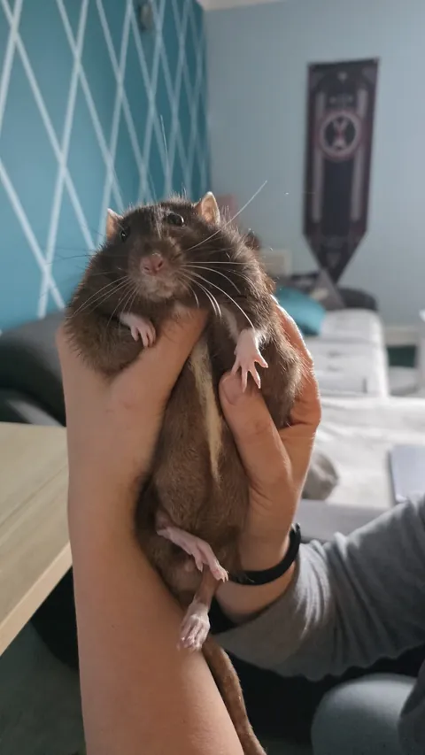 This is Loup. He is best potato.