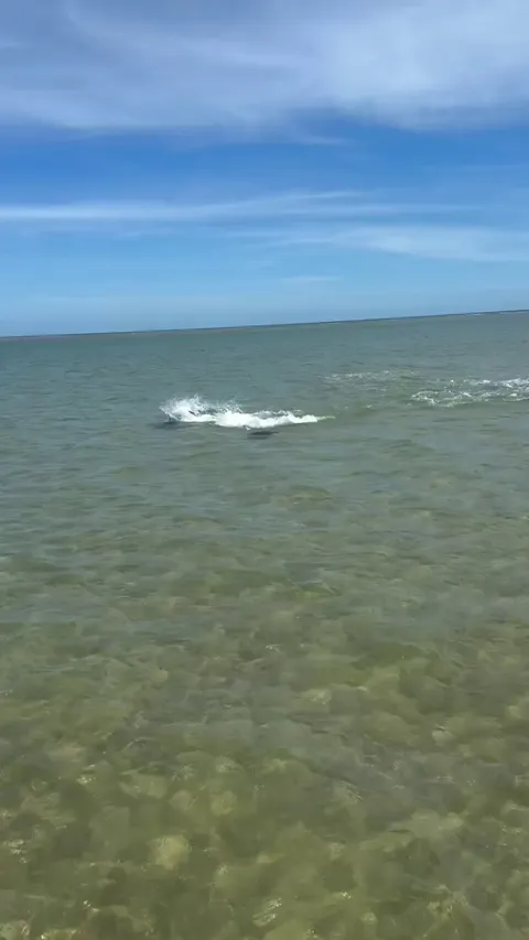 A ray launches itself out of the water to escape a hammerhead in Australia