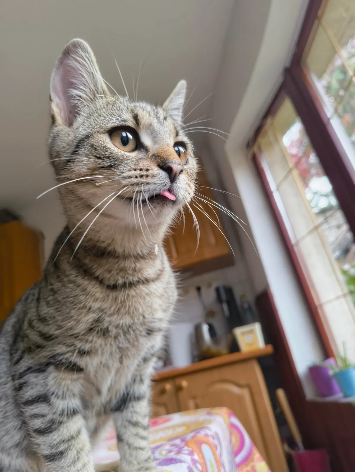 Update 2: The cat still comes back!