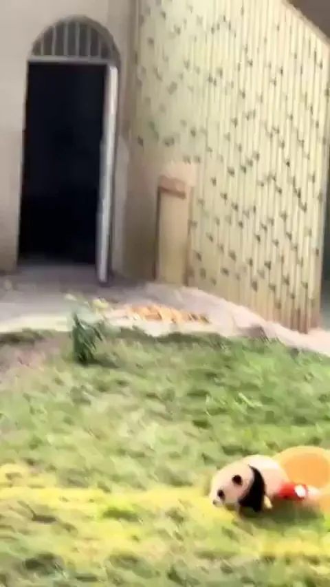 Panda cub tippy taps