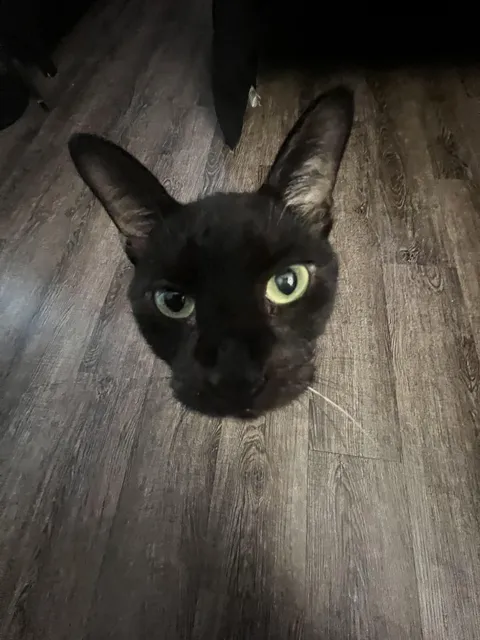 took a .5 pic of my son and now he looks like a floating head