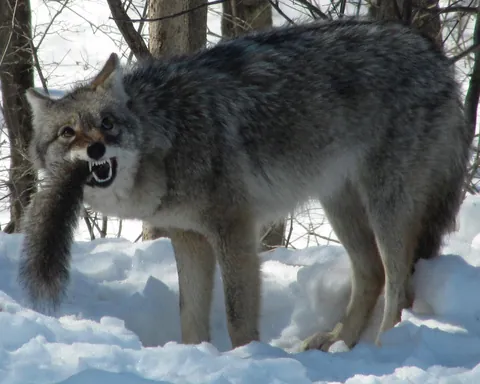 Coyote munch’n on a squirrel. (Was removed from NatureIsFuckingLit. Thought I’d try my luck here.)