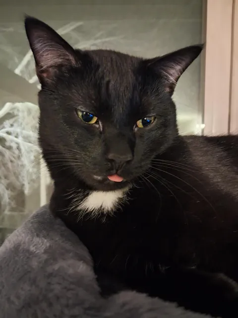 He loves his new cat tree