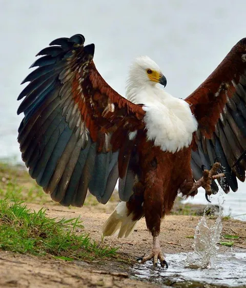 🔥 African Fish Eagle (Haliaeetus vocifer) 🔥