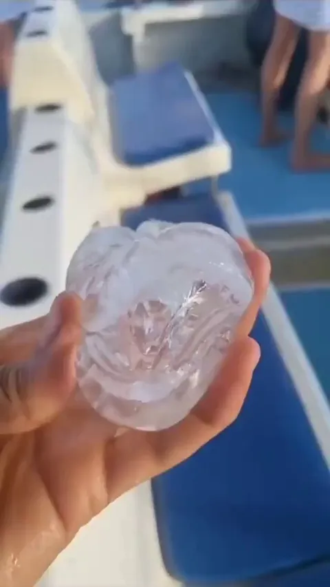 This transparent creature is a salp. Credit: andriana marine