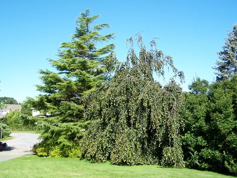 I've been pruning a living door into this weeping beech for 20years 2005 to 2026.