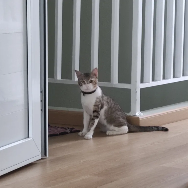 My cat is planned to be sterilized today and he just bit my balls