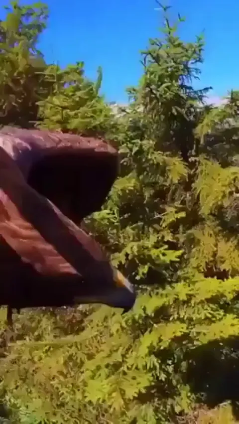 🔥An Eagle Soars By Neuschwanstein Castle in German