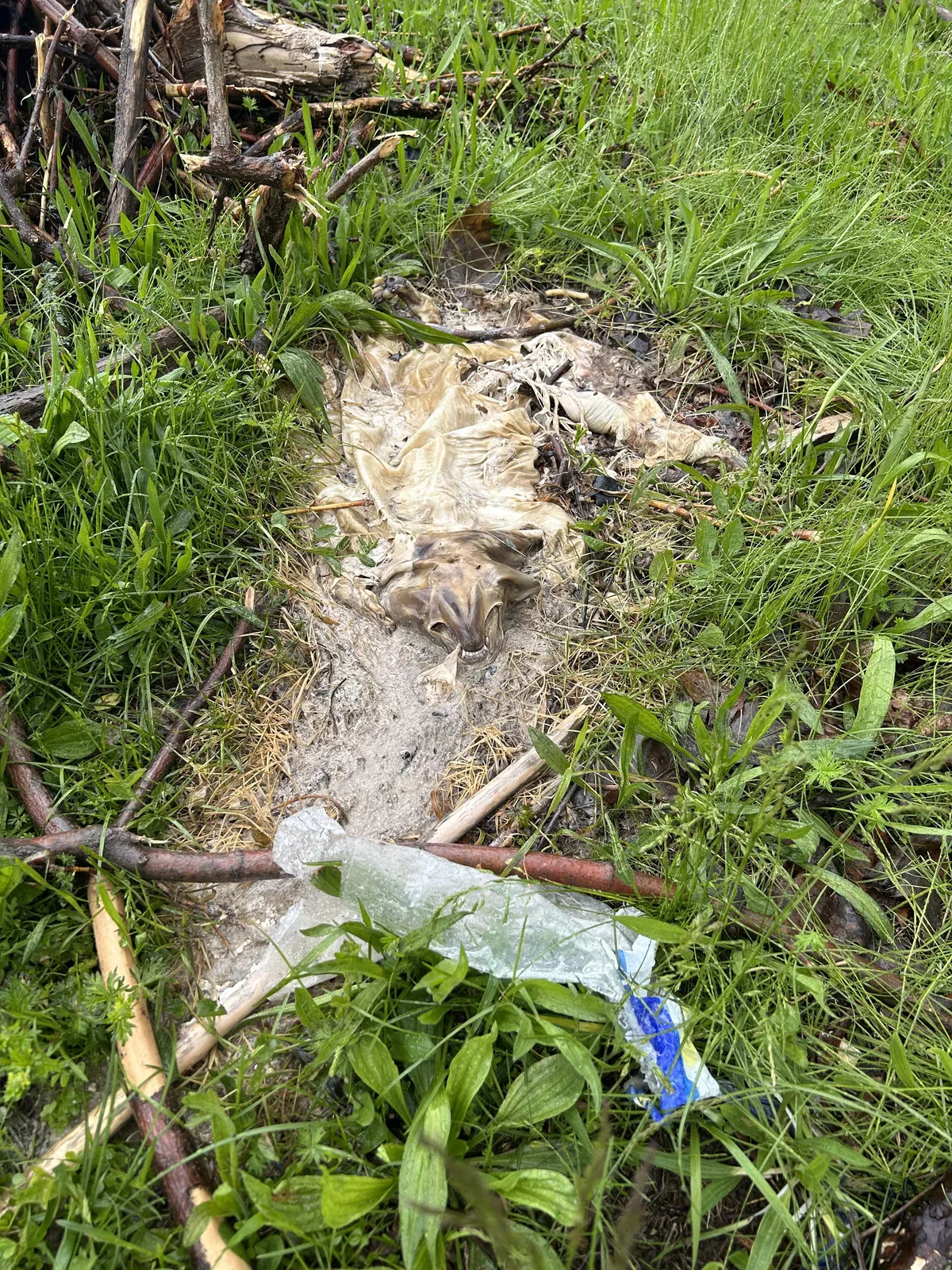 Out on a walk- My dog went sniffing. Then I saw it. What is it??