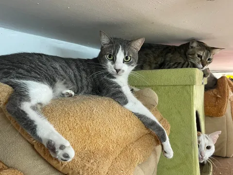 Weekly shelter volunteer: cleaner, not feeder