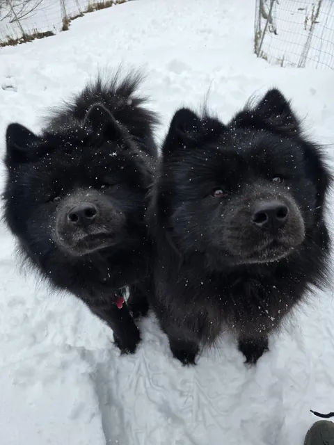 The floöf sisters are enjoying another snowstorm