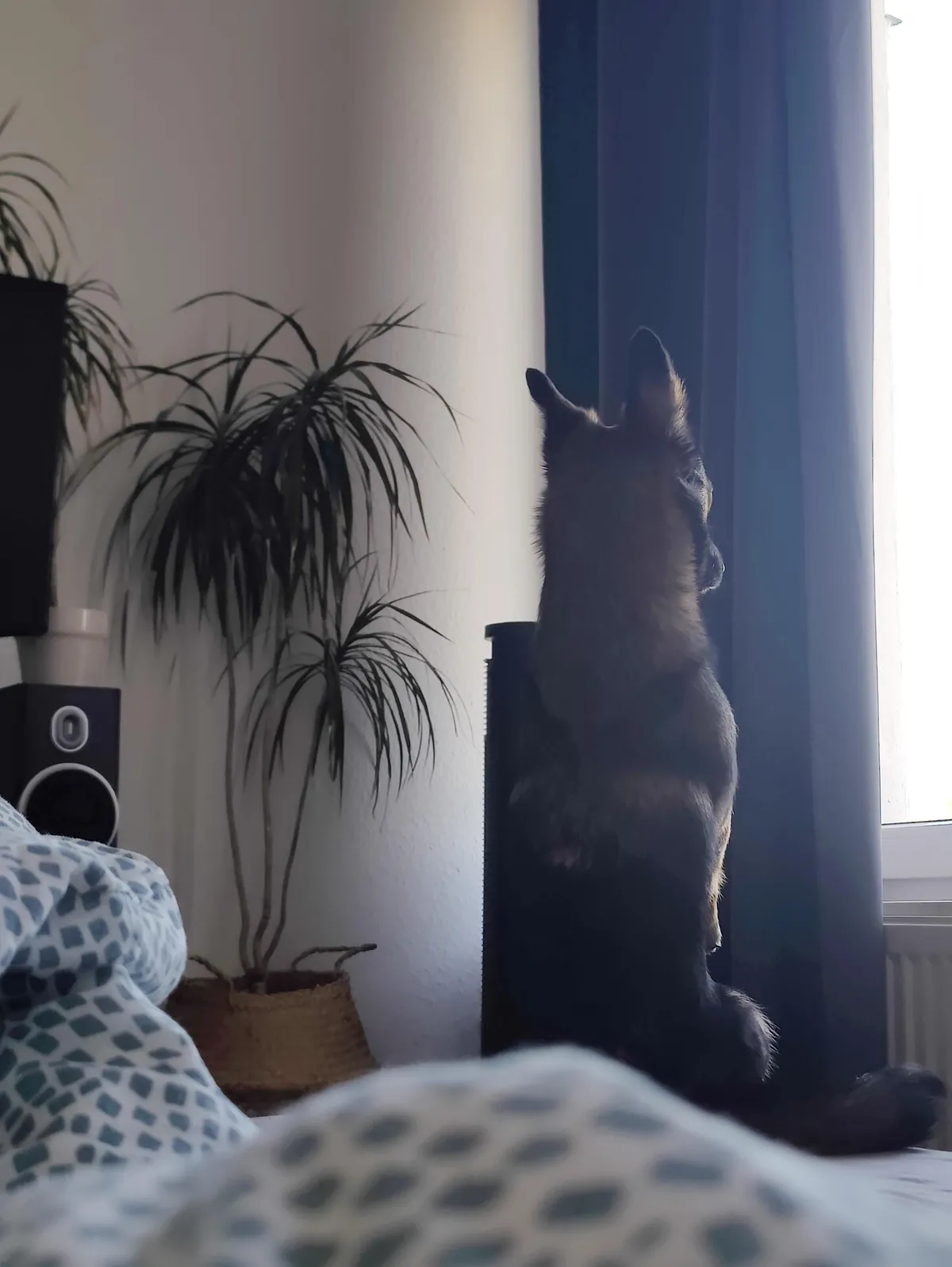 From killing center in romania to family and friends in germany.