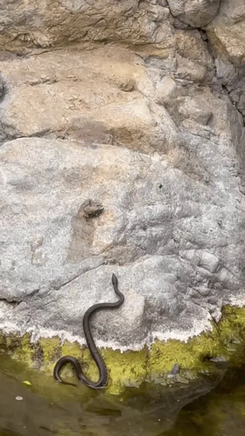 Snake grabs 2 distracted frogs who are in the midst of making more frogs