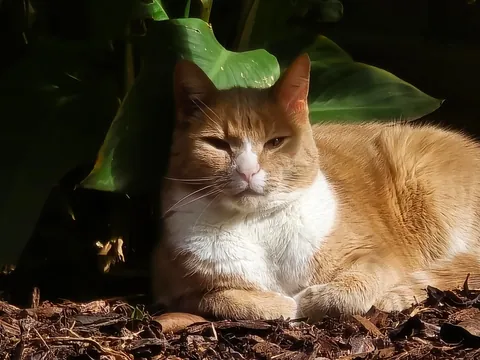 My beautiful boy has few days left to live. Thought I'd share him before he goes on his way