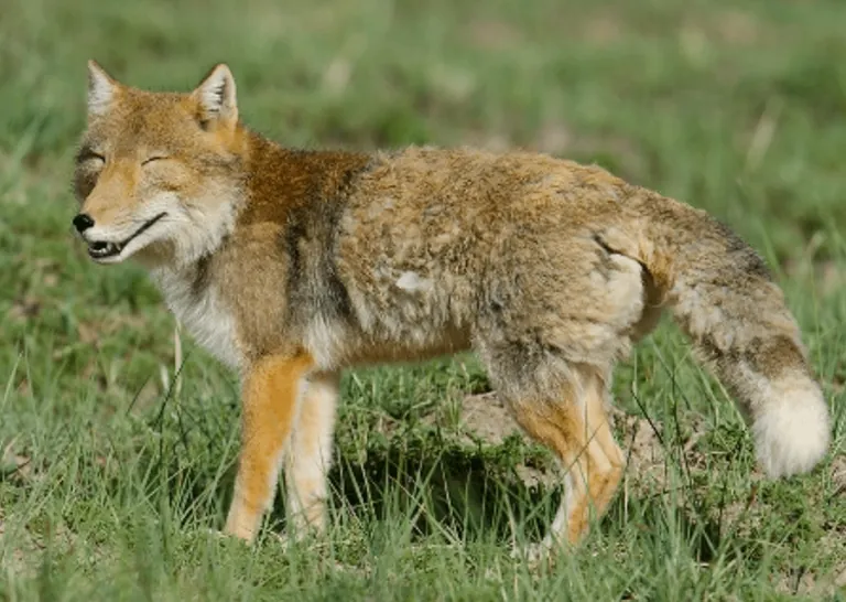 🔥The Tibetan sand fox. Their skull shape and short ears give them a very distinctive appearance.🔥