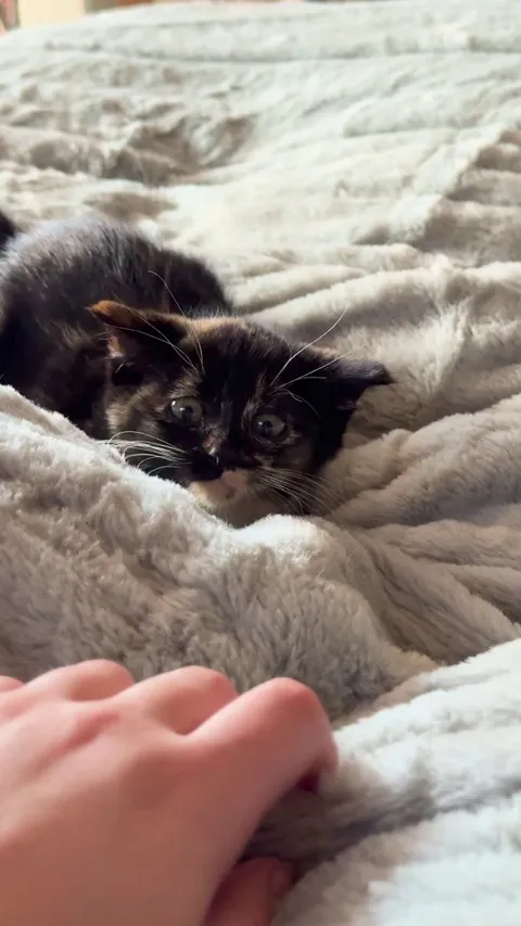 Little airplane ears