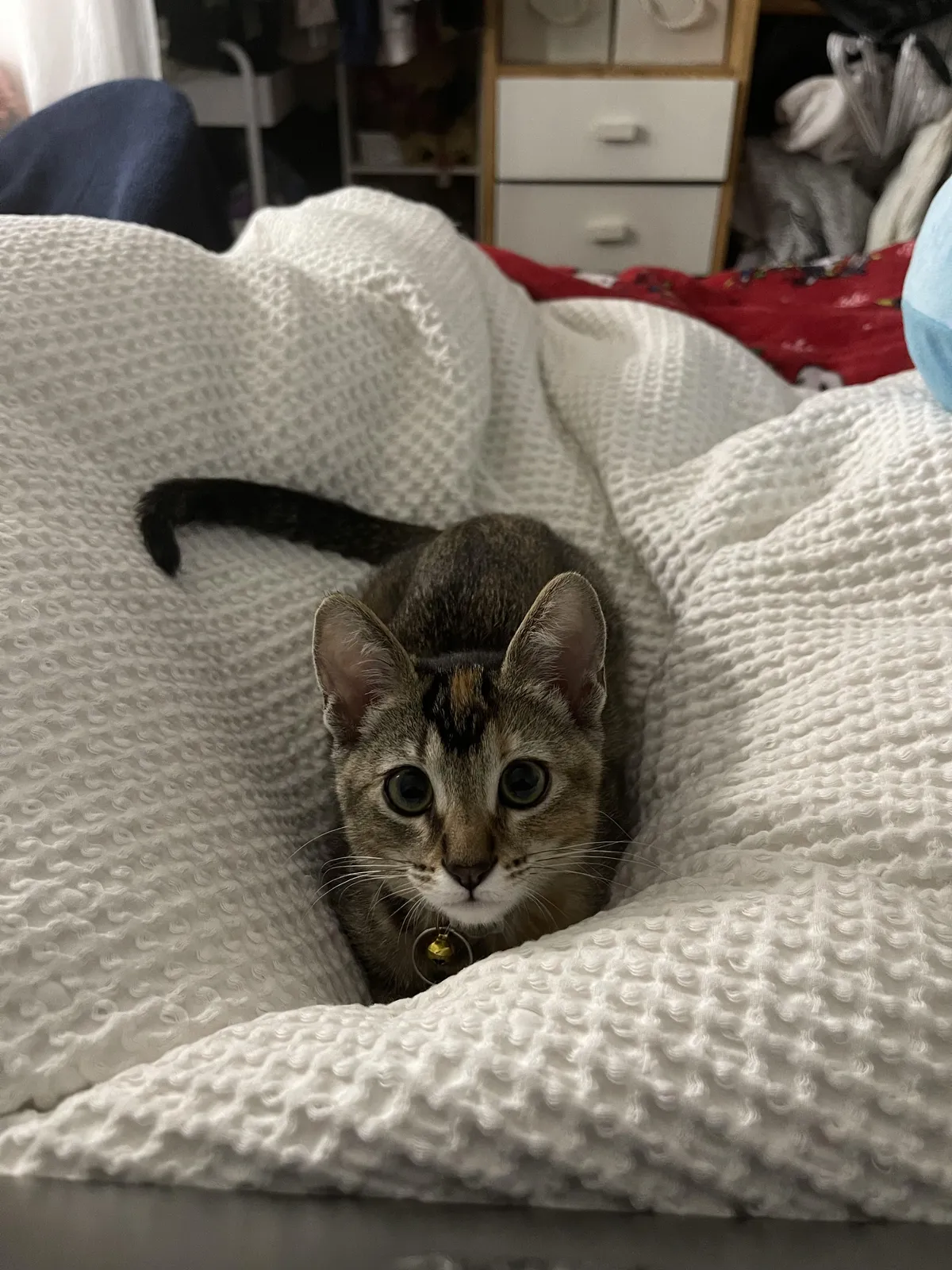 trying to do homework but how can i?! look at that face!!!