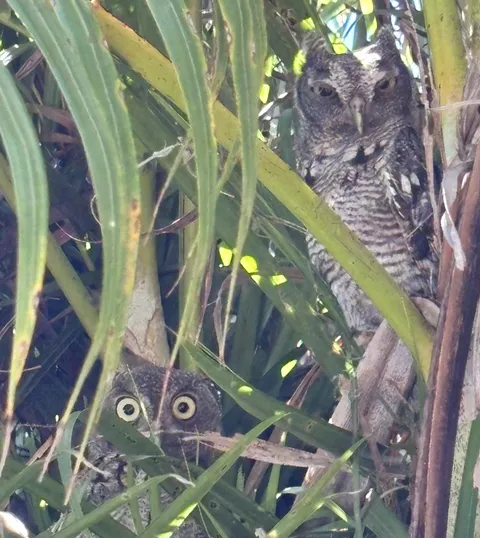 🔥The Awesome hunting Owls have returned