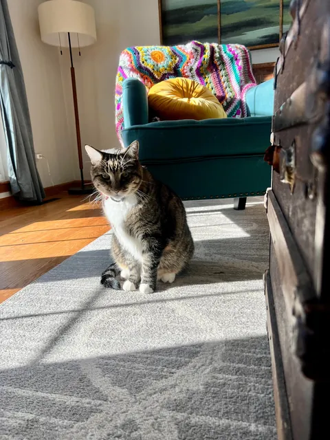 My sun soaked living room and a bonus kitty