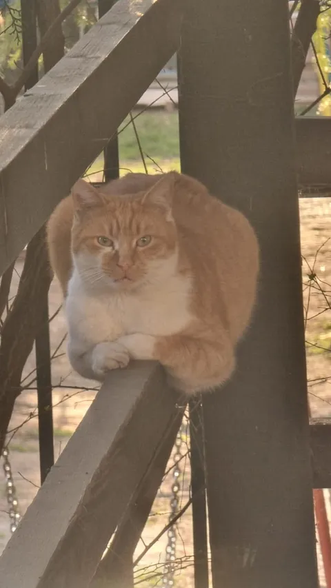 Every single afternoon when I walk through this street this big fella chills or sleeps here on this fence. I don't understand why lmao, he is too big for it.. he looks like he is melting over it.. probably got used to the spot as a kitten lol
