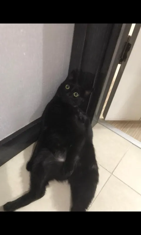 My black cat keeps getting whiter update