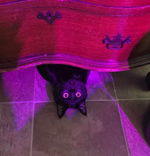 The Results are In: Albert Francois "Albie" is a monorchid!