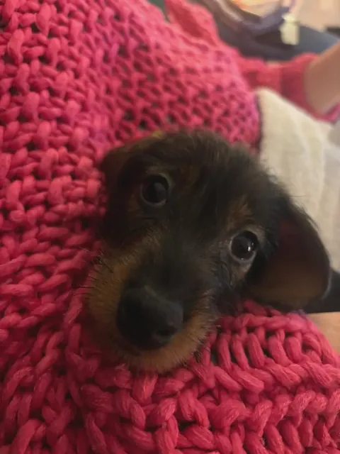 i wrapped him like a burrito and now he won’t move 😭