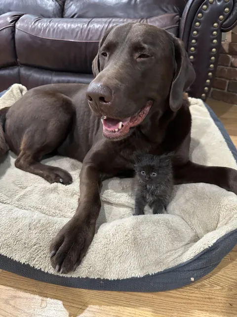 Update: The tiny fluffball I rescued won’t leave her giant best friend alone