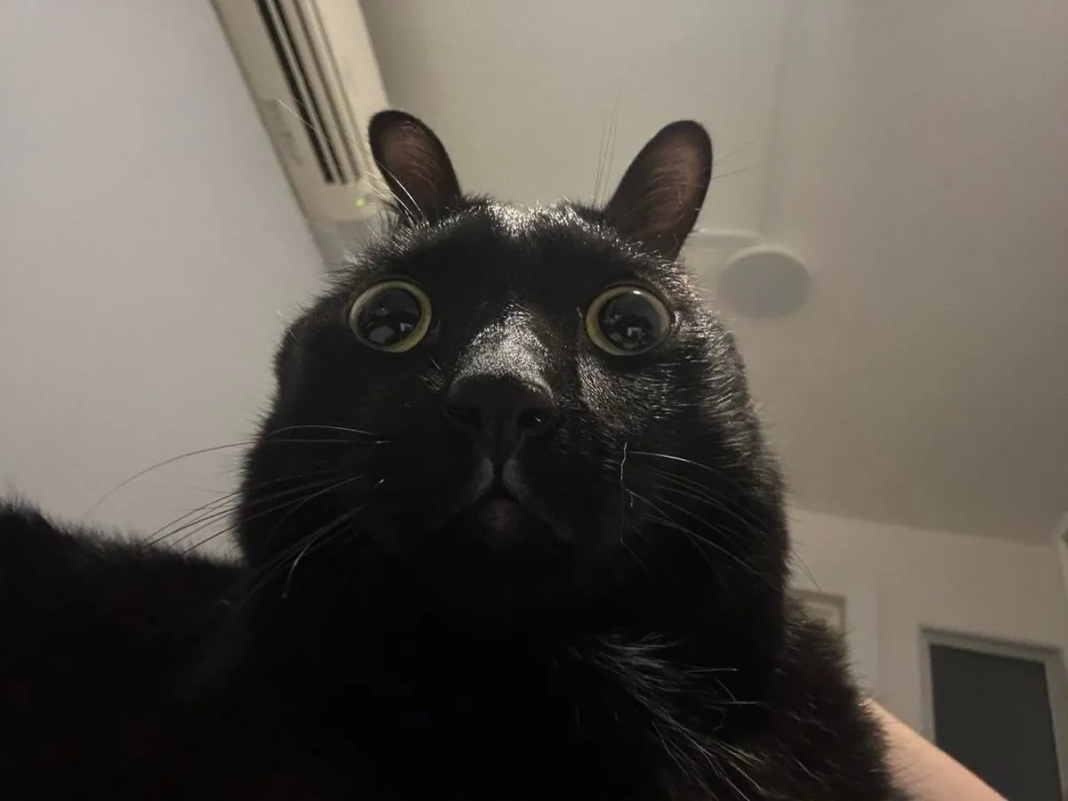 No thoughts, just void